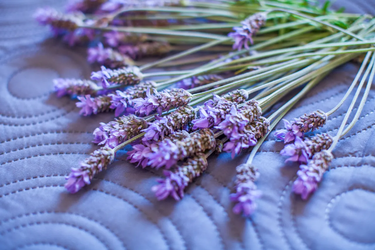 Lavender on the bedspread, Nona Antonija apartment, Komiža