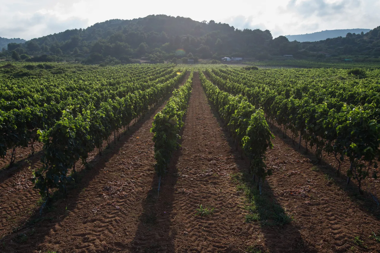 Redovi vinograda u zelenom otočkom polju